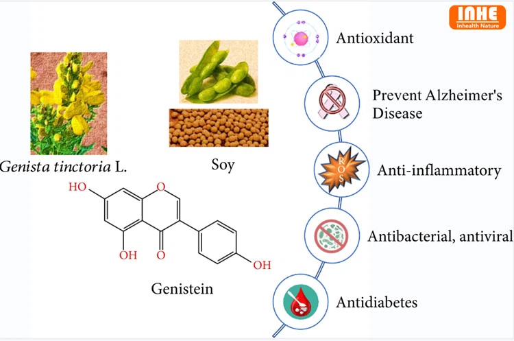 Benefits of Genistein 98% Powder Benefits of Genistein 98% Powder