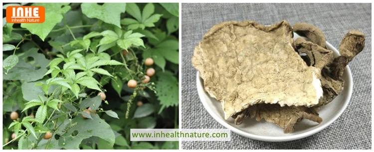 Hemsleya Flower, Leaves and Roots