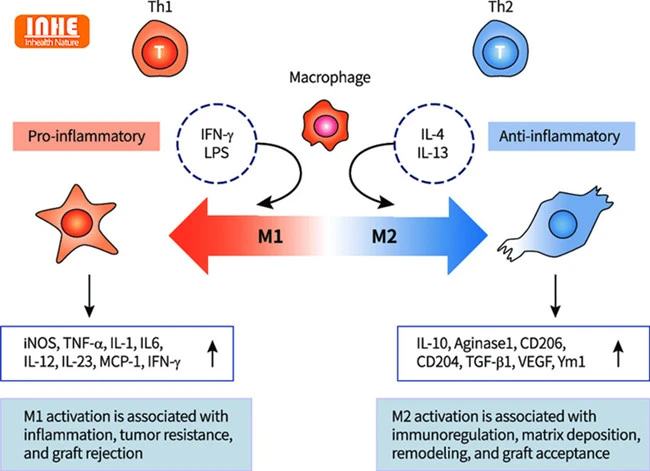Pro-inflammatory Macrophages and Anti-inflammatory Macrophages