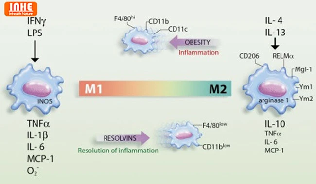 M1 and M2 Macrophage Polarization