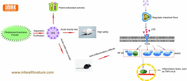 Anti-Inflammatory Activity of Periplaneta Americana Powder through Immunoregulation and Modulation of Gut Microbiota Anti-Inflammatory Activity of Periplaneta Americana Powder through Immunoregulation and Modulation of Gut Microbiota