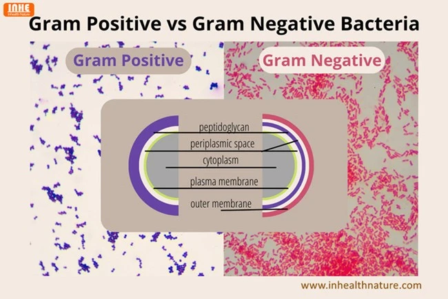 Gram Positive vs Gram Negative Bacteria Gram Positive vs Gram Negative Bacteria